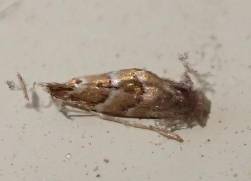 Réf. 213 929 : Cameraria ohridella